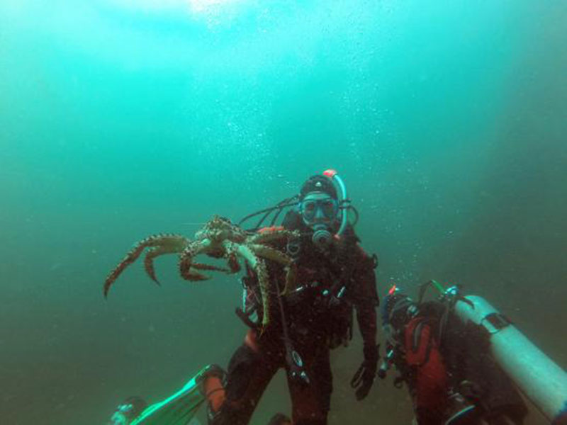 Diving: Itinerario Shark 8D/7N