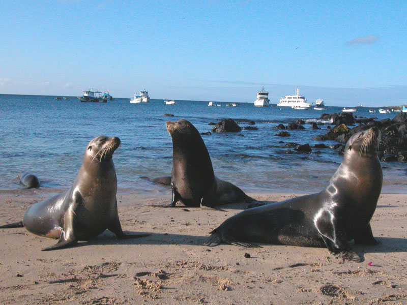 Islas Lobos