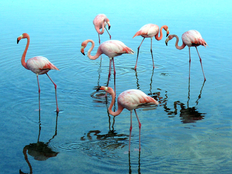 Laguna Flamingos