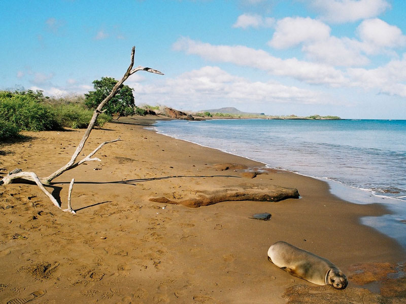 Punta Cormorán (Floreana)